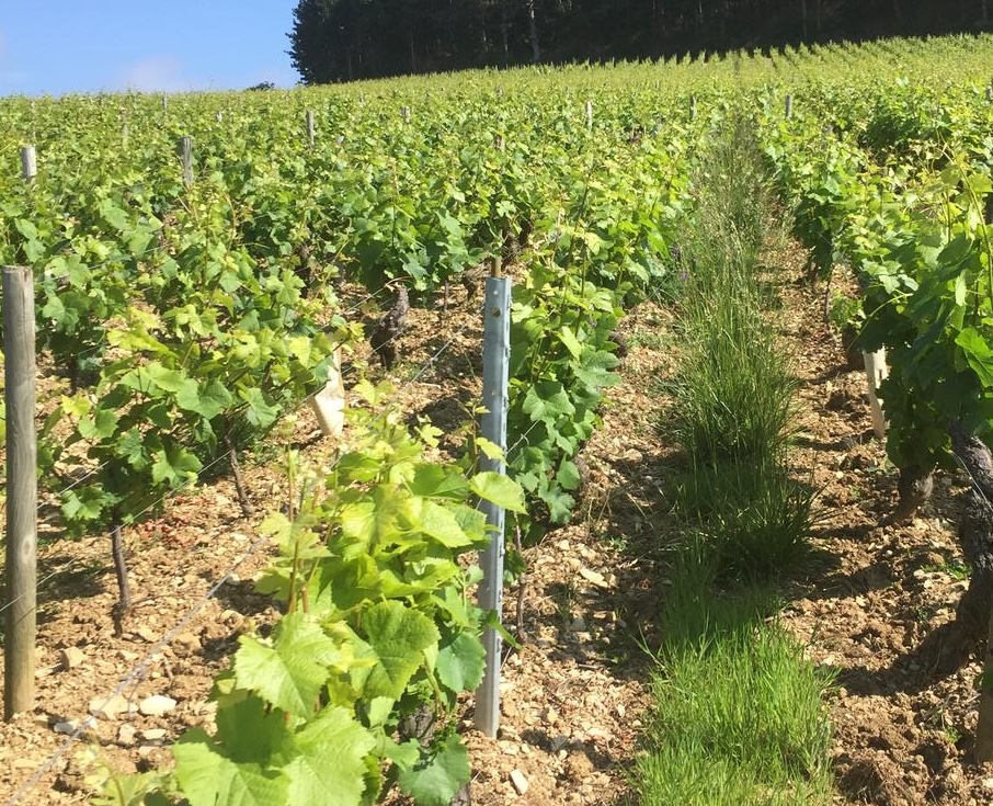 Domaine de la Tour